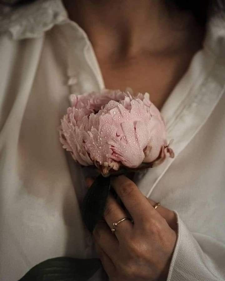 Pivoine rose en gros plan
